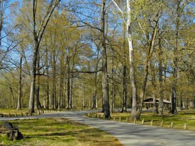 908b87f8cdfb40bd5e114470def1e509_Jenkins_Ferry_State_Park.jpeg